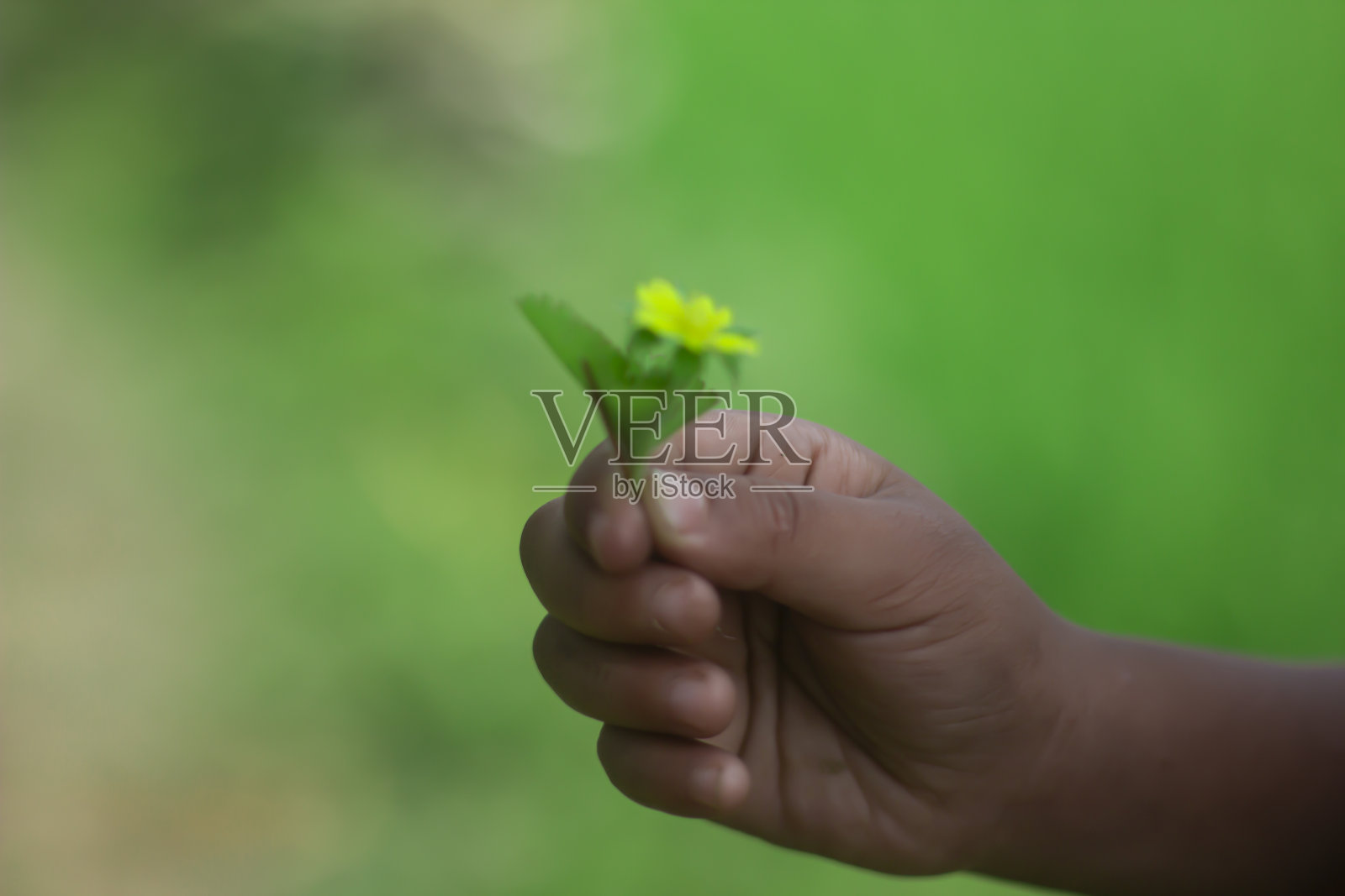 一个男孩手捧着一棵绿色背景的小花树照片摄影图片
