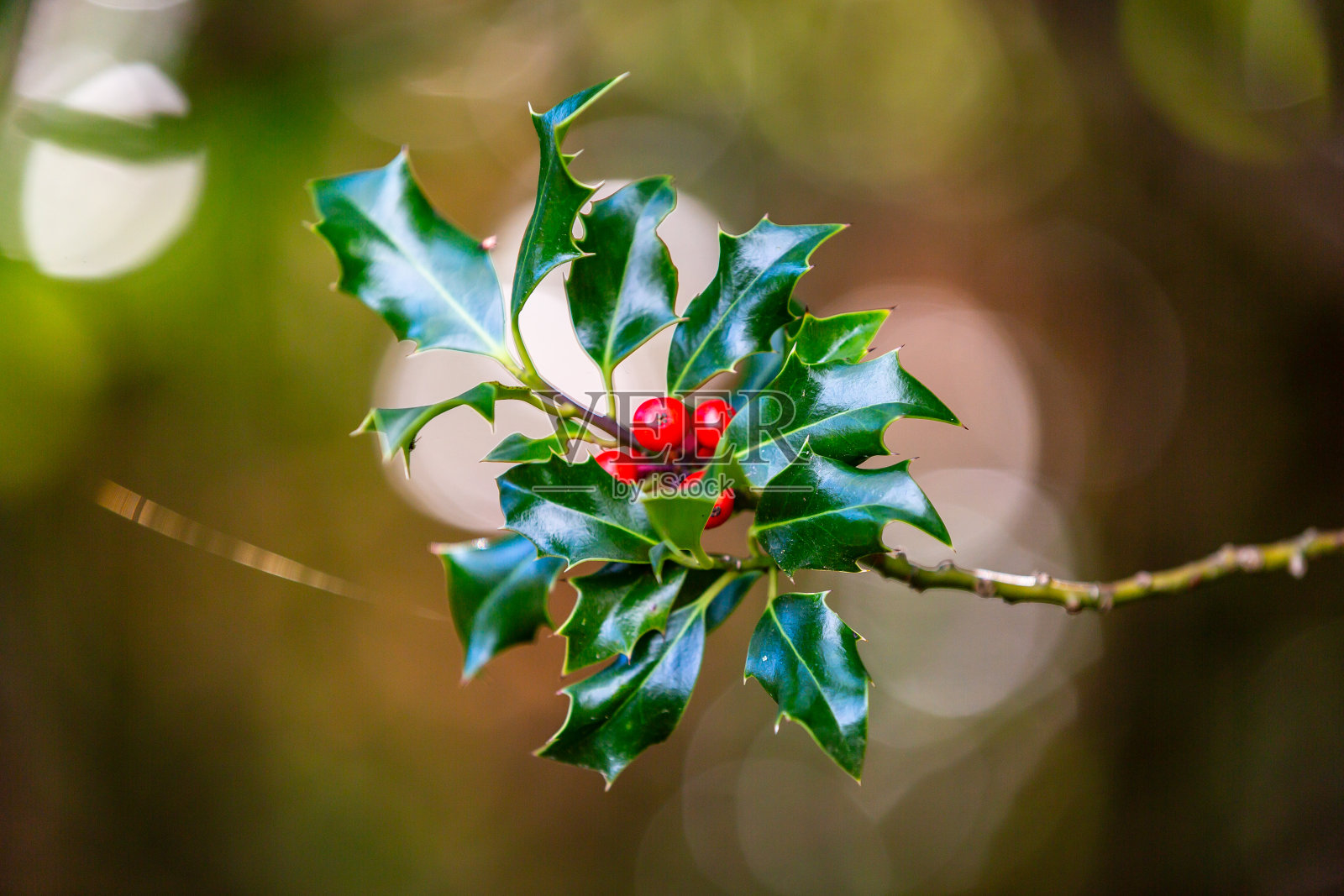 冬青(俗称冬青)在十一月阳光下的近照照片摄影图片