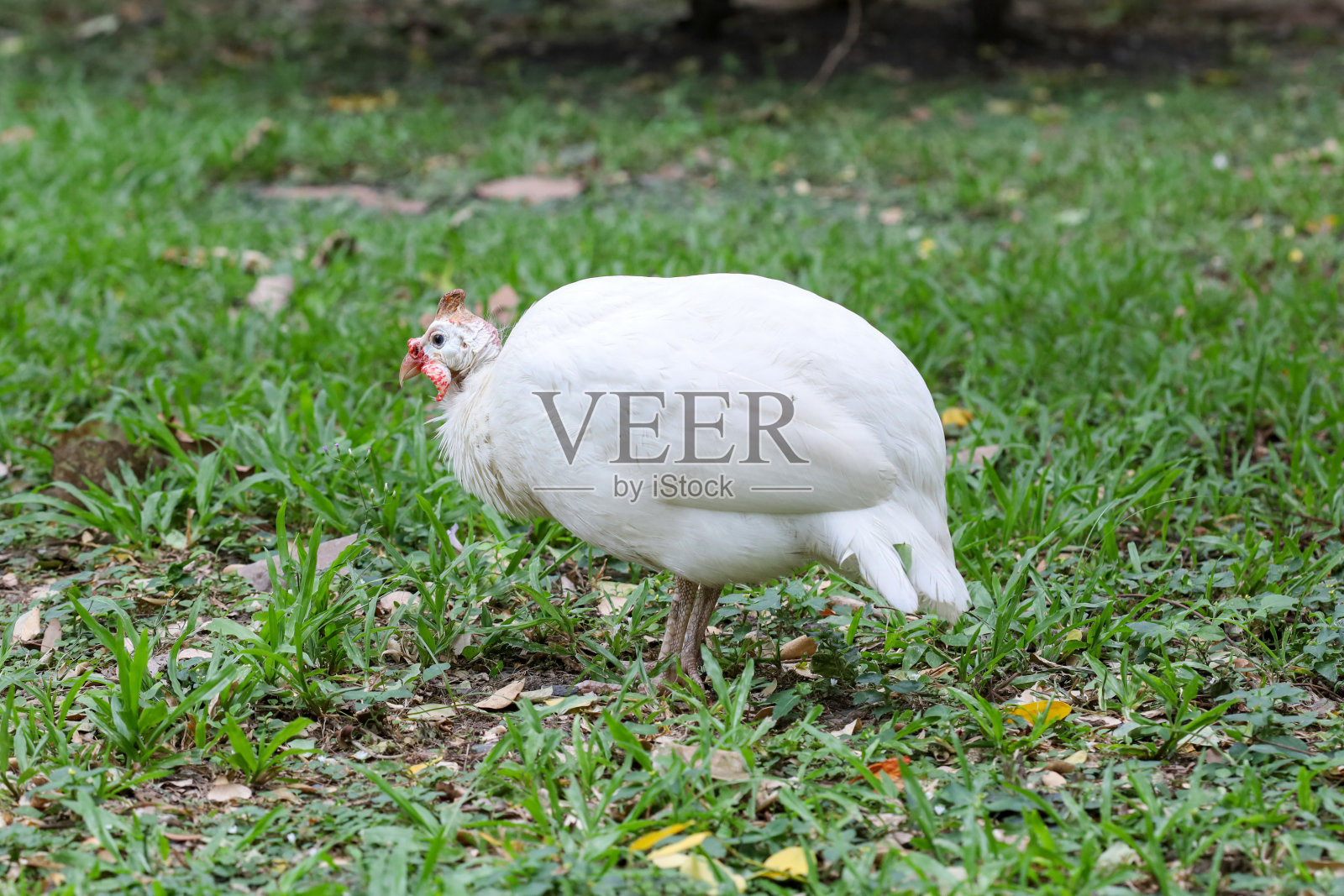 珍珠鸡在自然花园的树下休息照片摄影图片