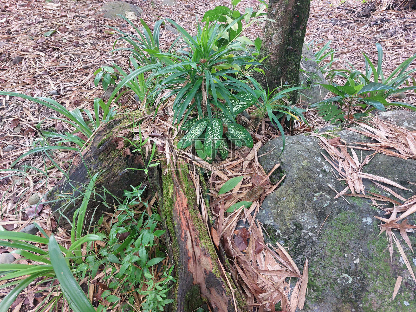 森林里野生的各种植物照片摄影图片