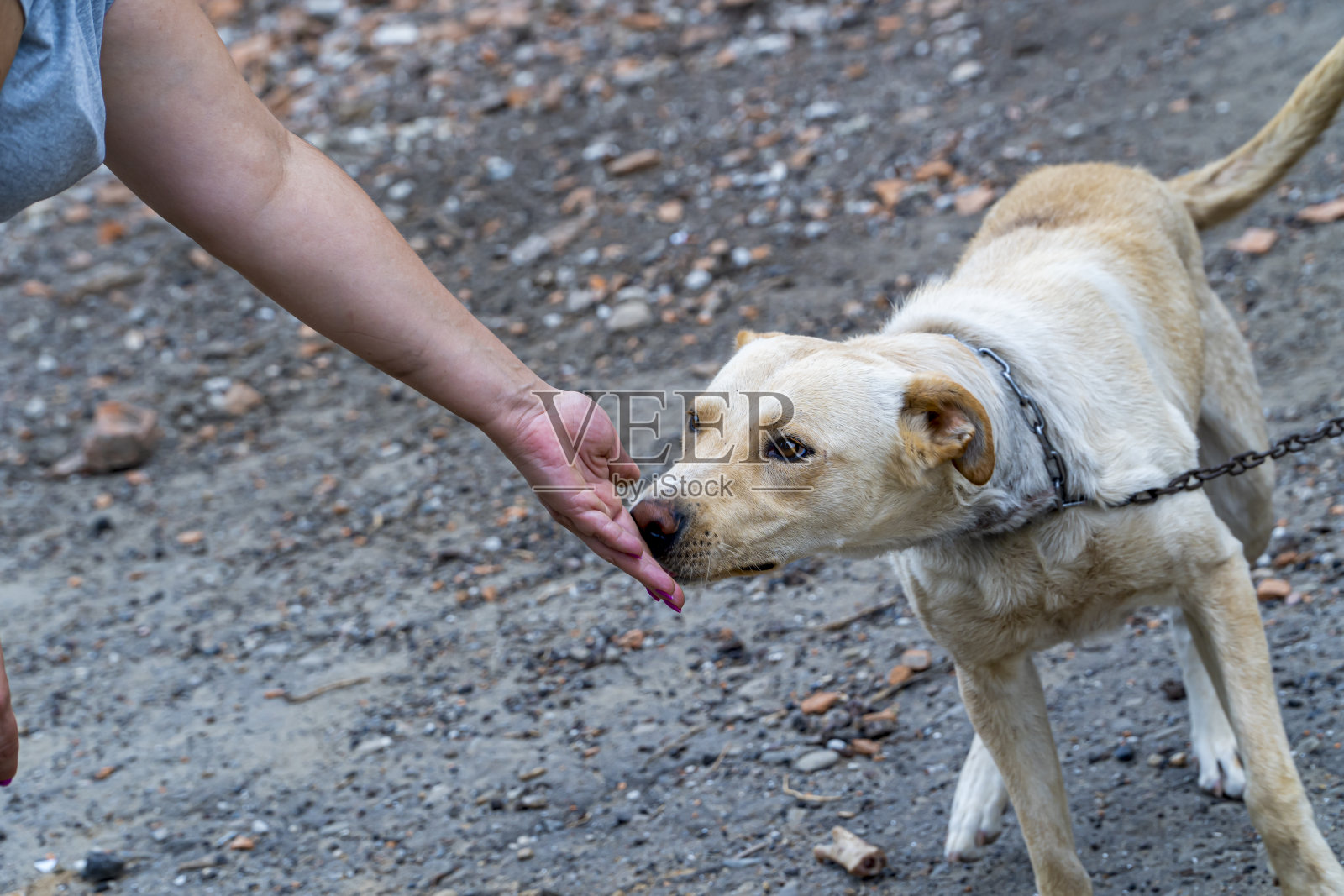 饥饿的狗吃面包,狗拴在链子上,动物保护,虐待动物的概念,悲伤的狗拴在皮带上照片摄影图片