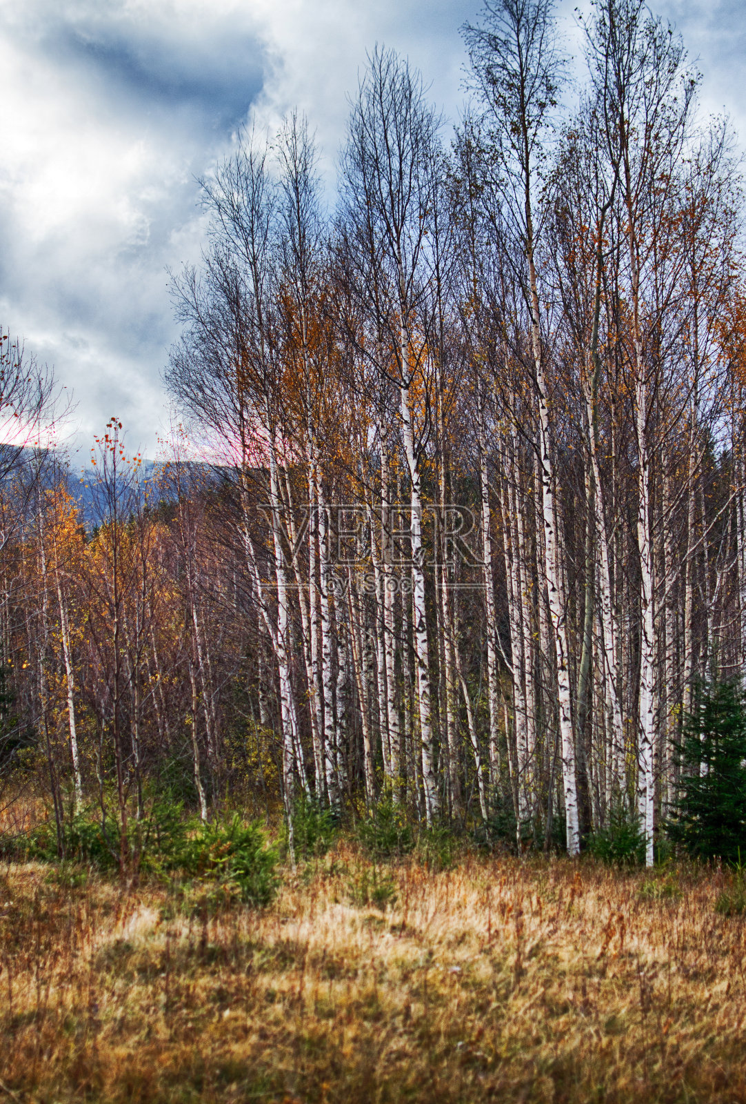 秋树景观照片摄影图片