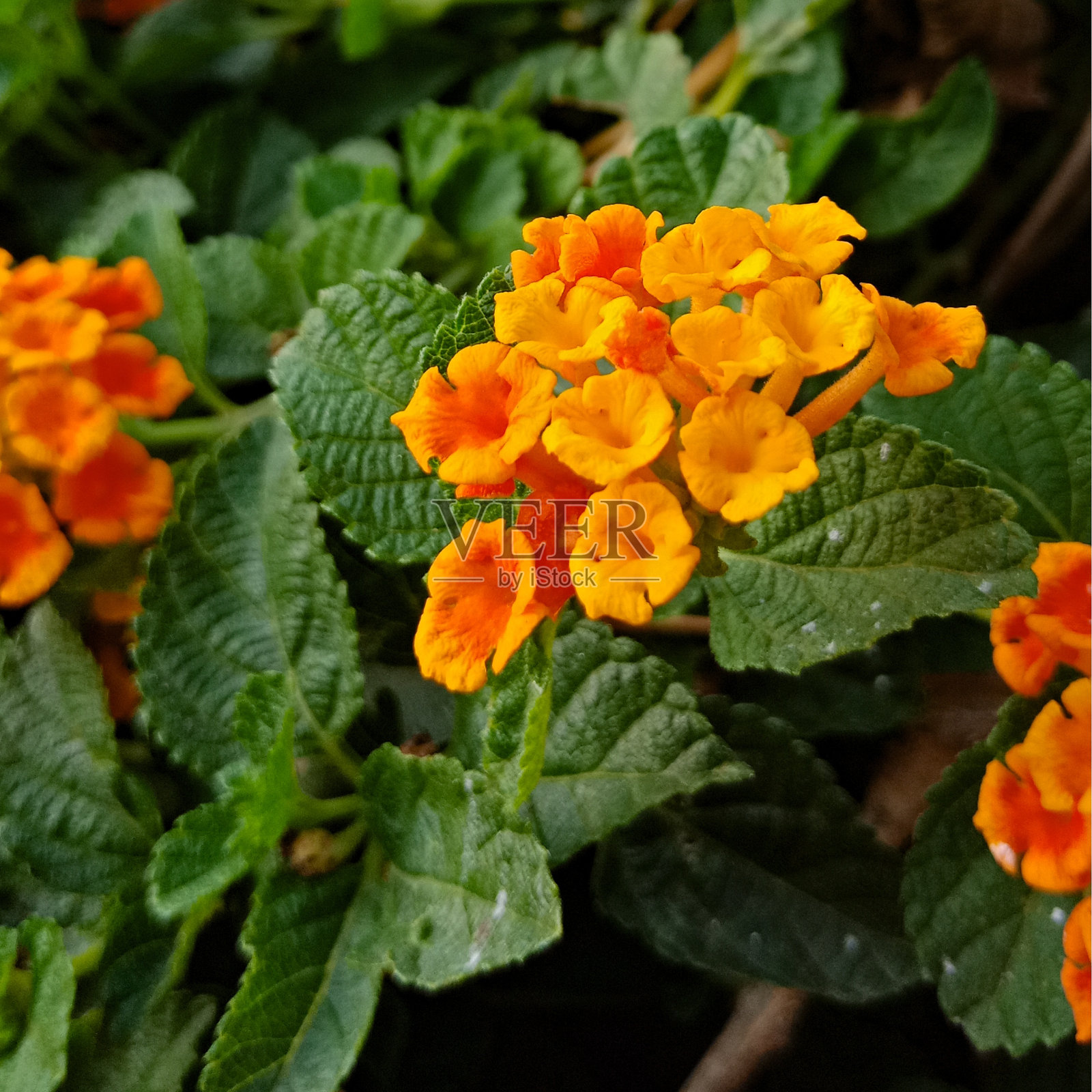 美丽的,阳光普照的春夏草地。自然色彩斑斓的全景景观,蓝天映衬着许多野花和雏菊。具有软选择对焦的框架照片摄影图片