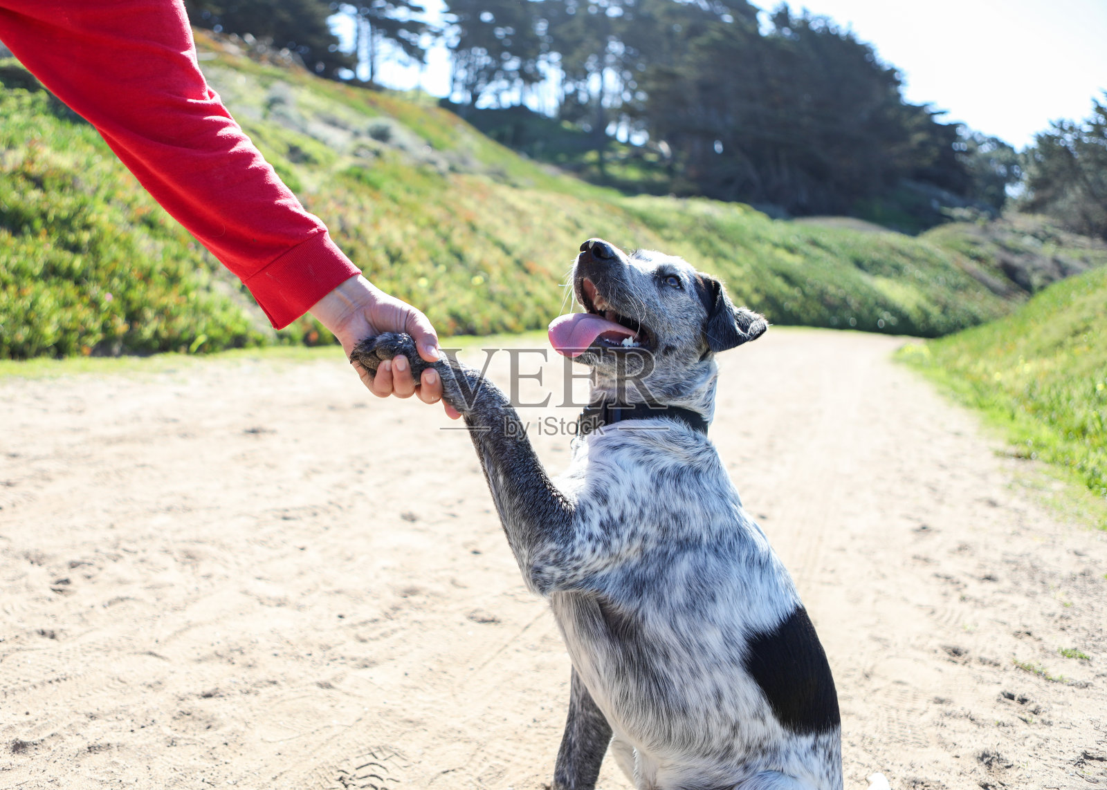 在旧金山贝克海滩的绿色海岸景观上散步的澳大利亚牧牛犬。照片摄影图片