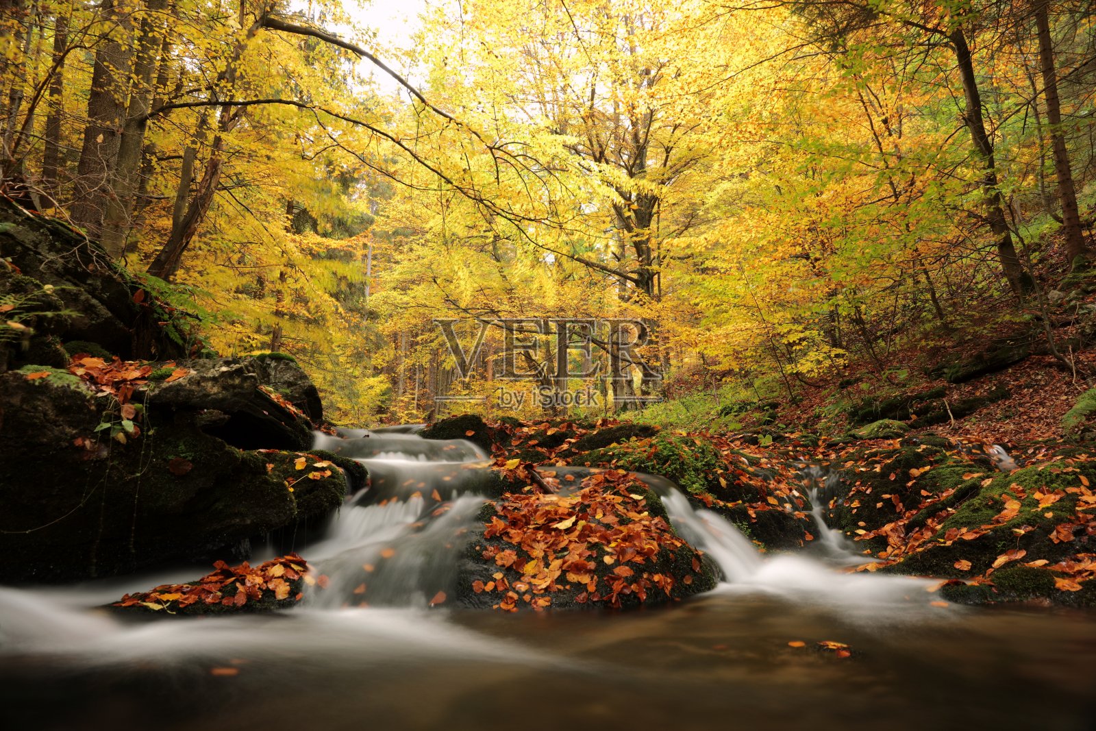 森林流照片摄影图片
