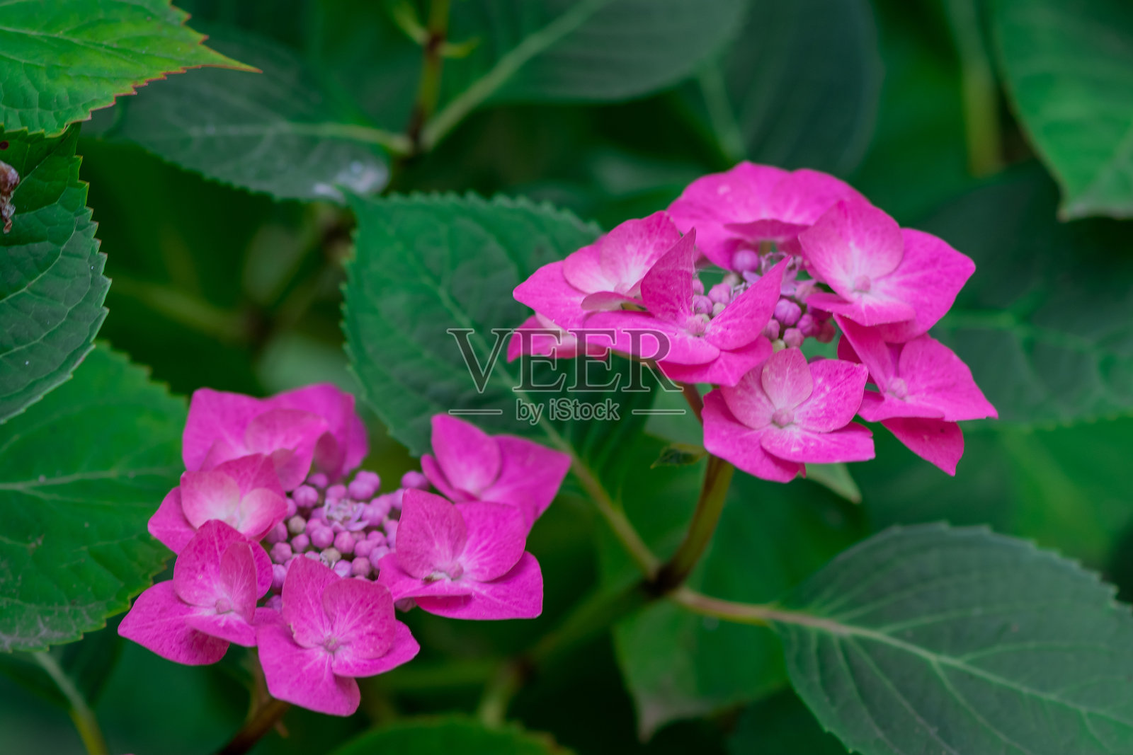 美丽的紫色和粉红色绣球花照片摄影图片