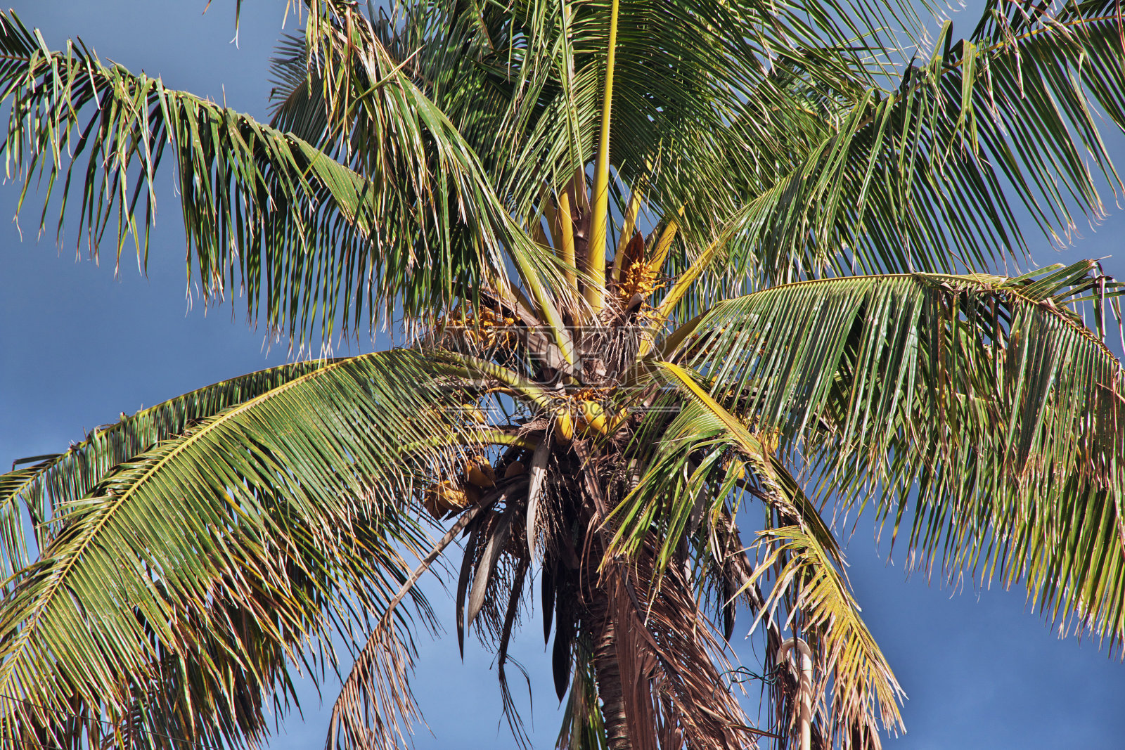 智利复活节岛上的棕榈照片摄影图片