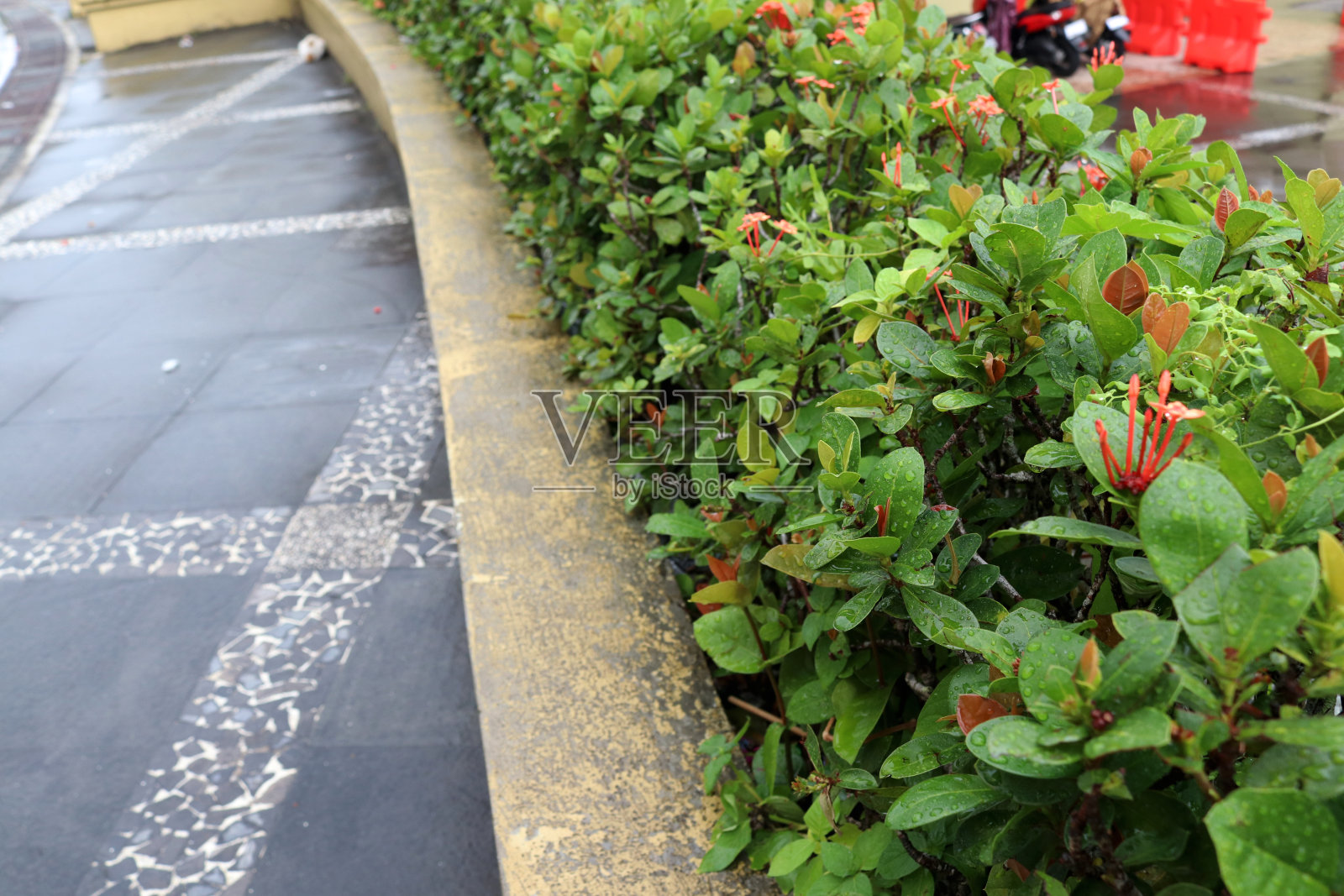 早晨花园的照片照片摄影图片