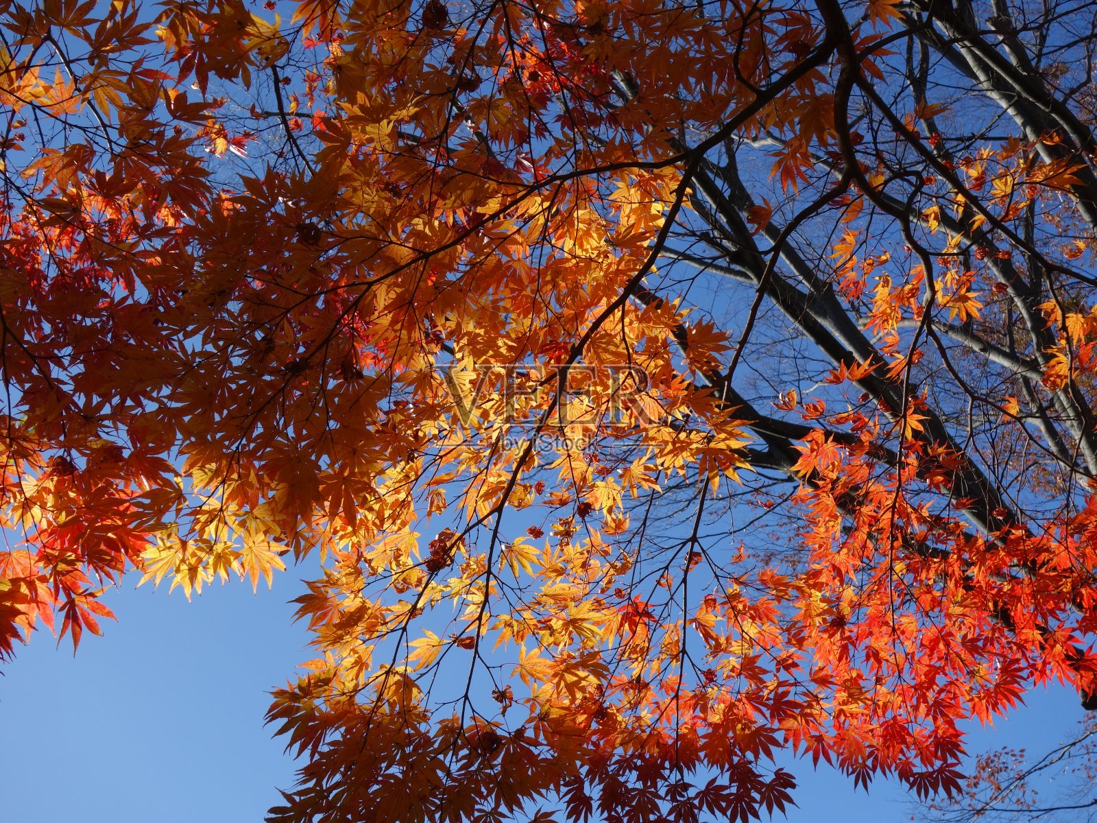 秋天的树照片摄影图片