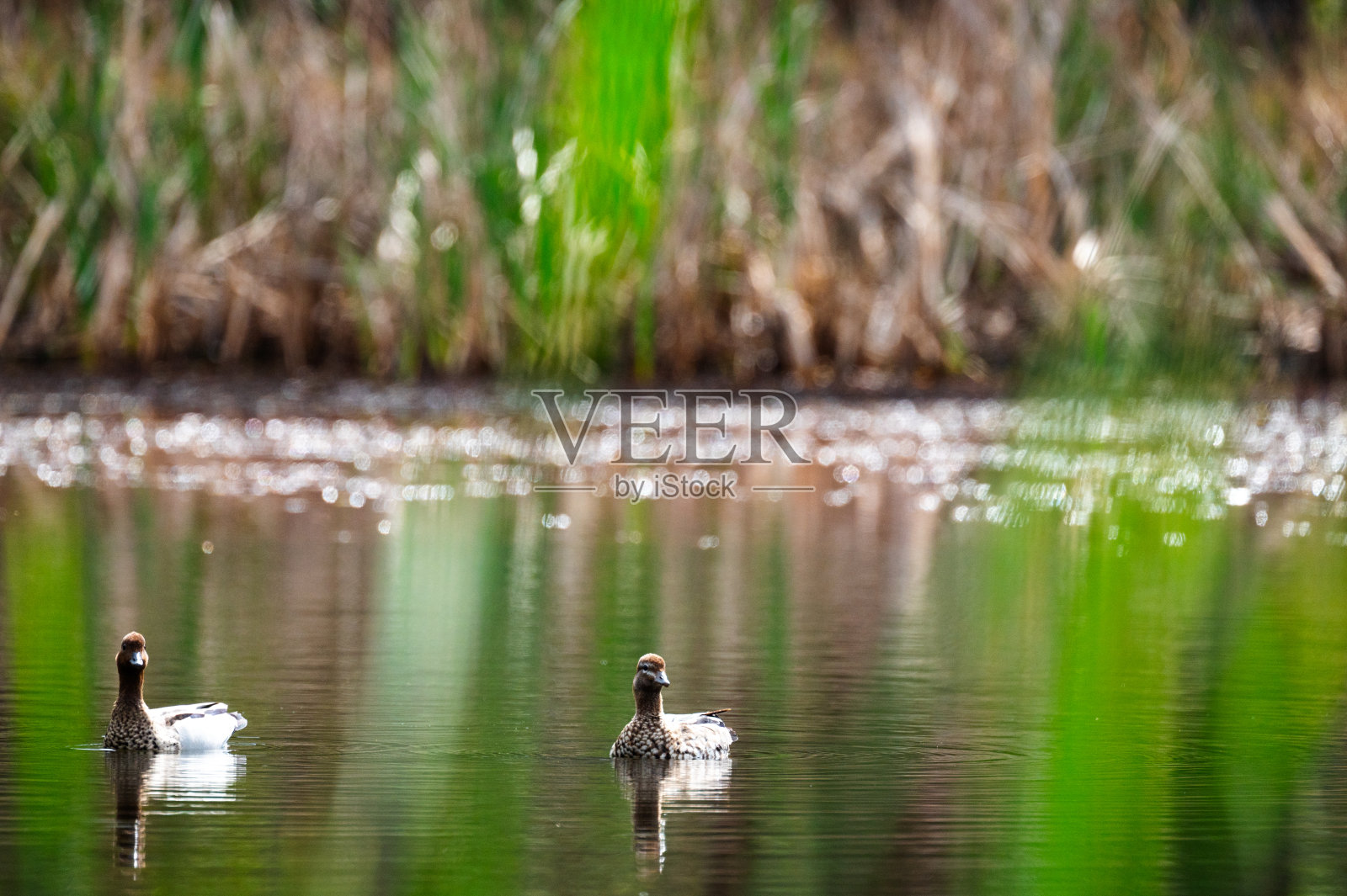 鸭子照片摄影图片