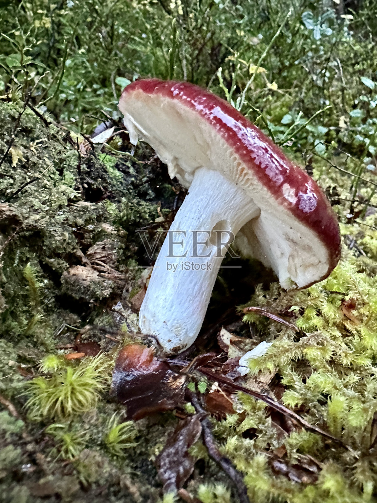 森林地面上的蘑菇照片摄影图片