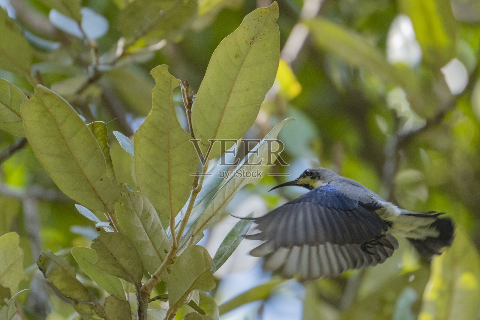 紫背太阳鸟(雌性)是印度次大陆特有的一种太阳鸟照片摄影图片