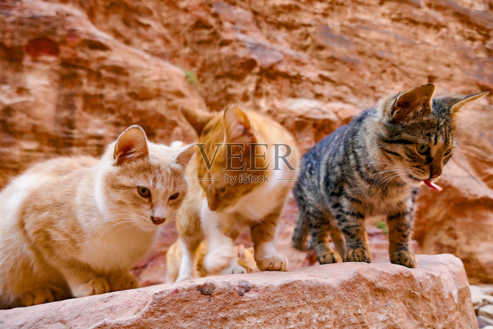 在模糊的背景上,可爱的猫站在岩石上照片摄影图片