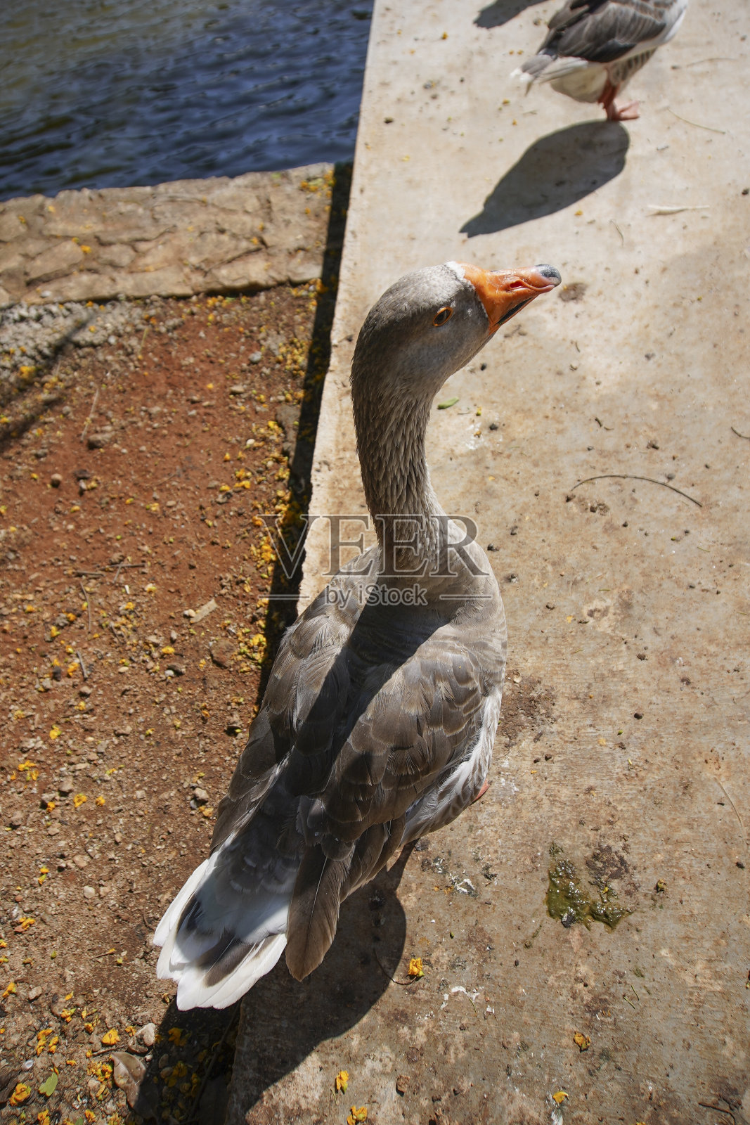 湖边的一群鸭子照片摄影图片