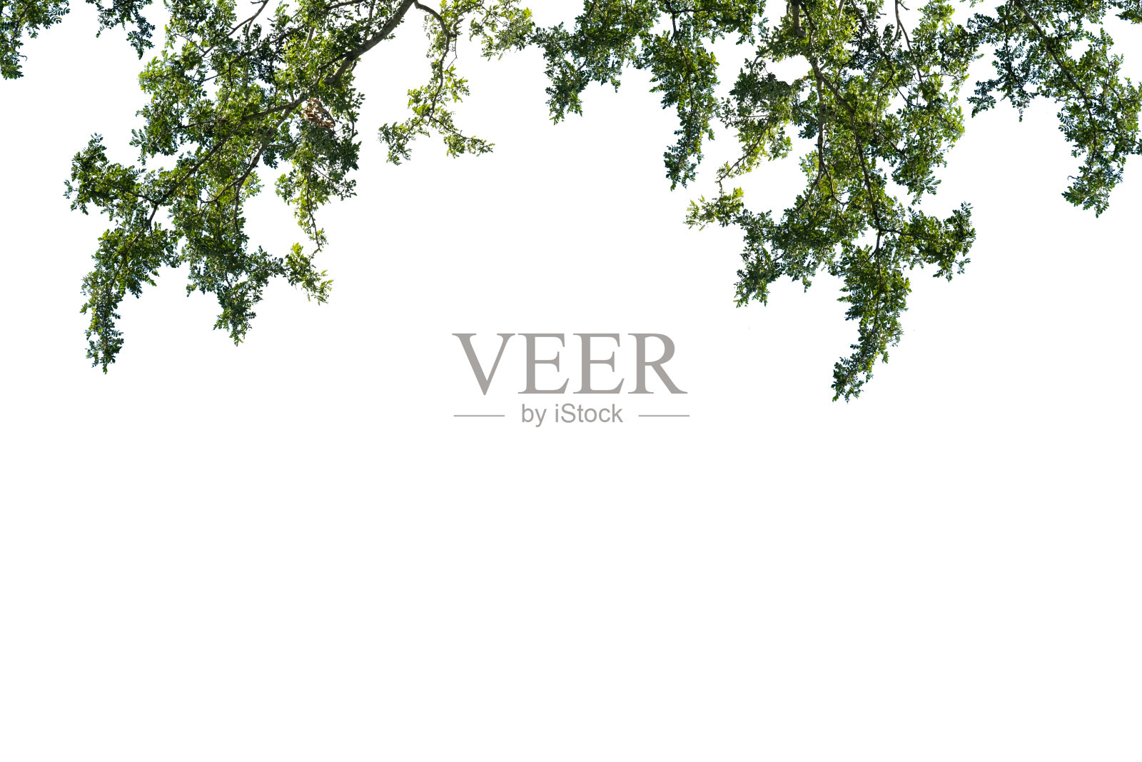 在白色背景上孤立的树照片摄影图片