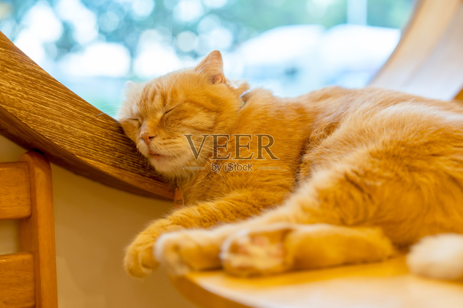 橙色猫在房子的玻璃窗边睡觉和放松的概念,放松时间和休息的工作。照片摄影图片