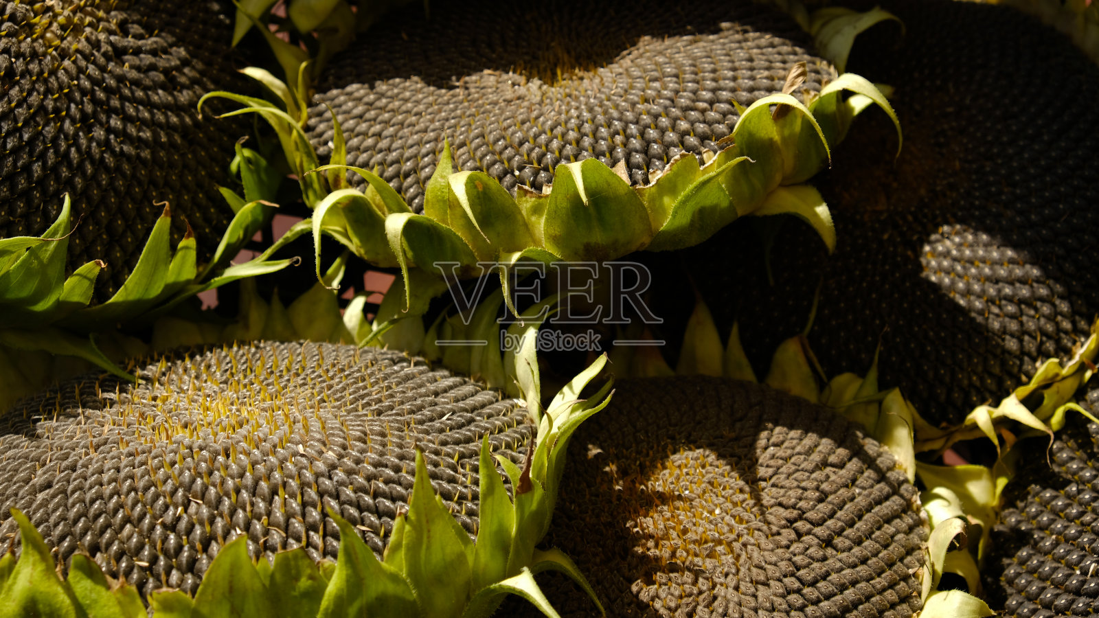 成熟的向日葵头和黑色的葵花籽特写。收获的向日葵。农业。照片摄影图片