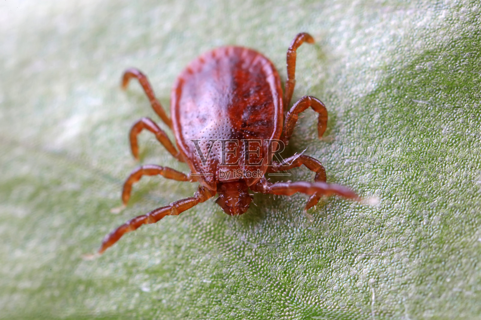 扁虱生活在华北平原的野生植物上照片摄影图片