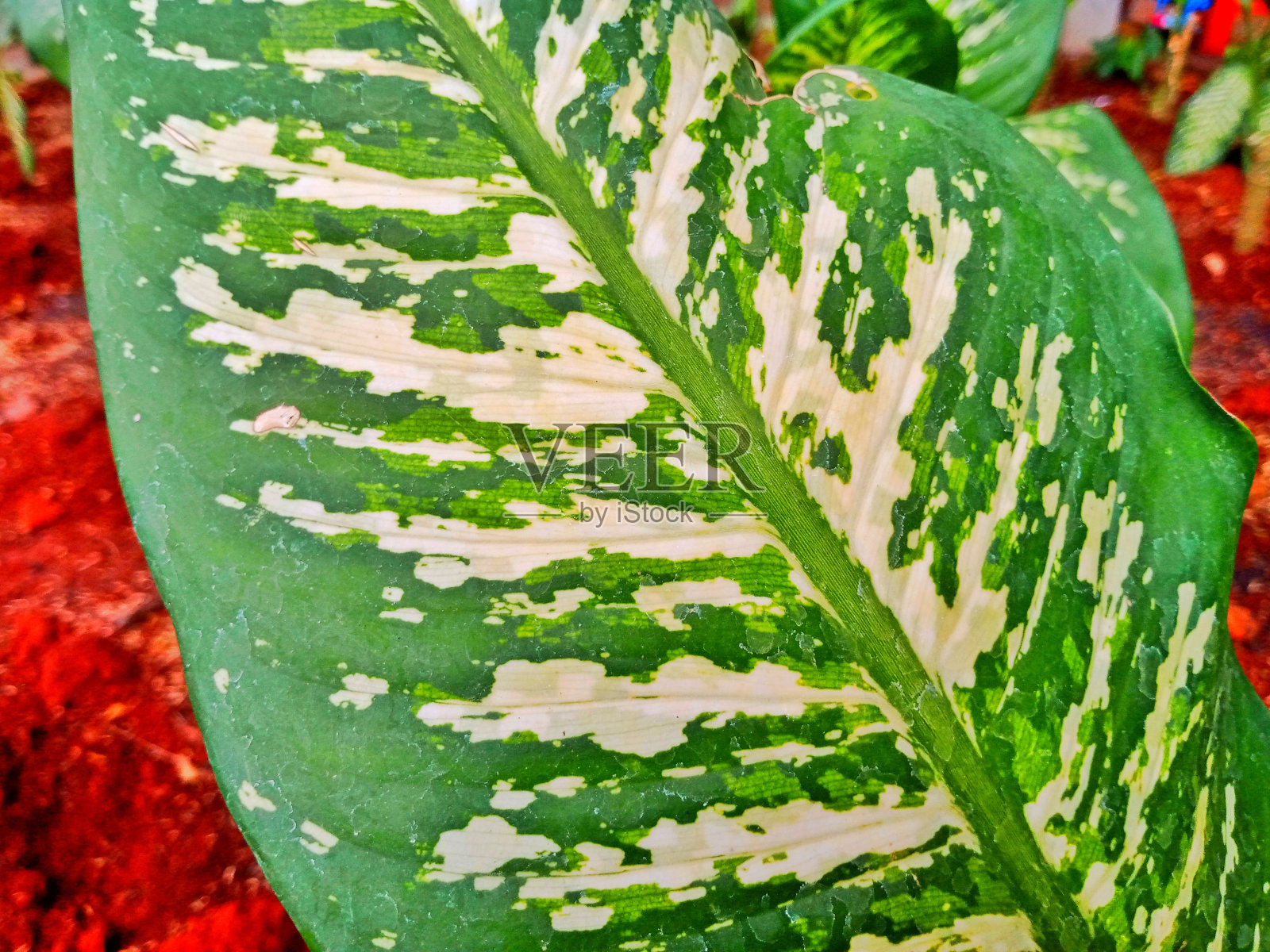 各种植物照片照片摄影图片