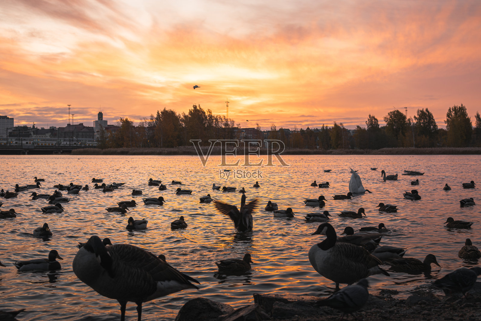 湖上的日落,前景是鸭子和天鹅照片摄影图片