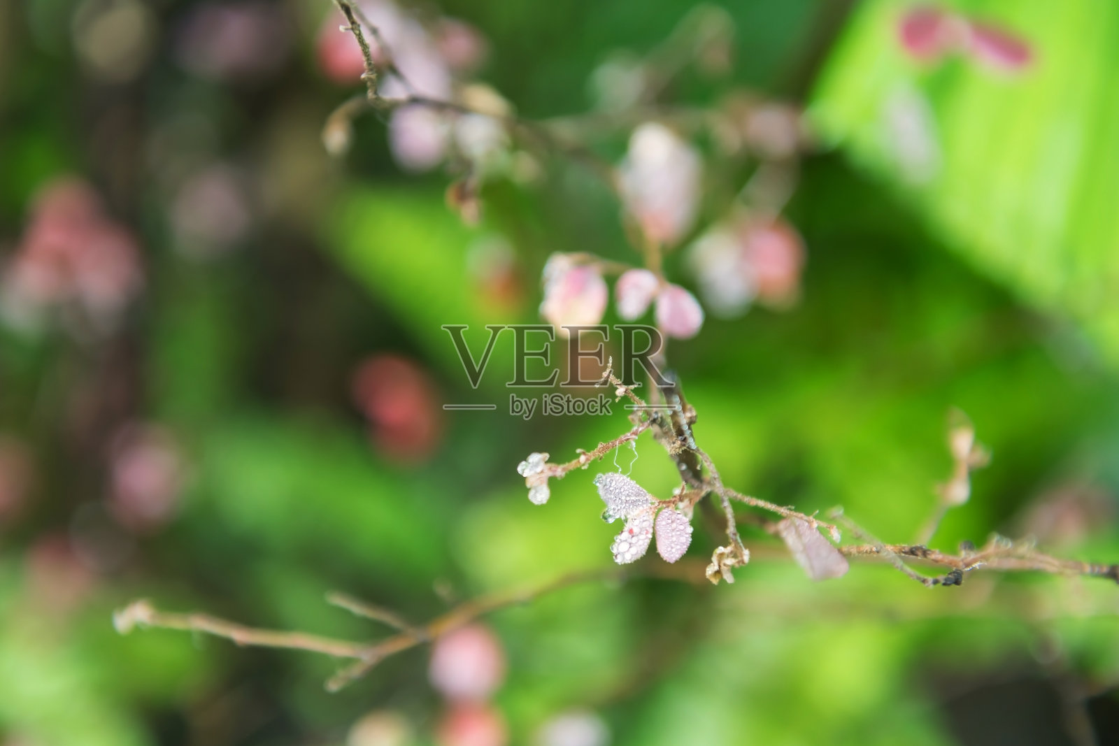 露珠落在粉红色的小花上,绿草模糊照片摄影图片