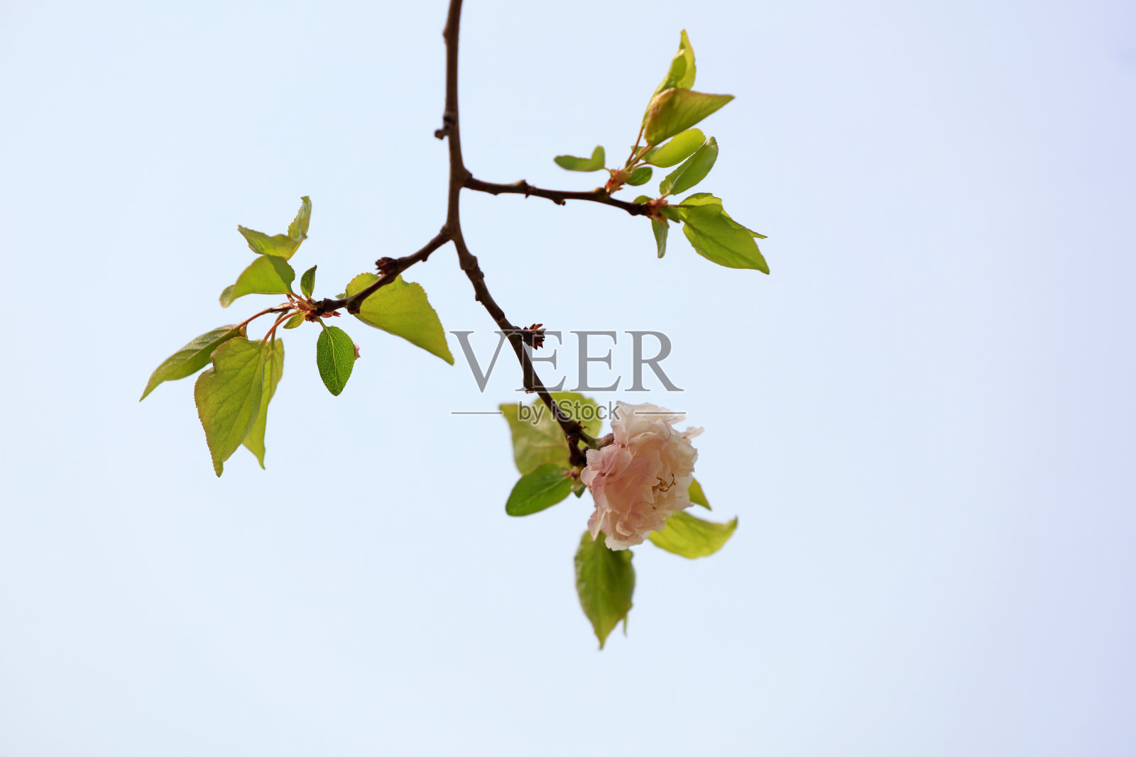 中国北方,公园里的杏花照片摄影图片