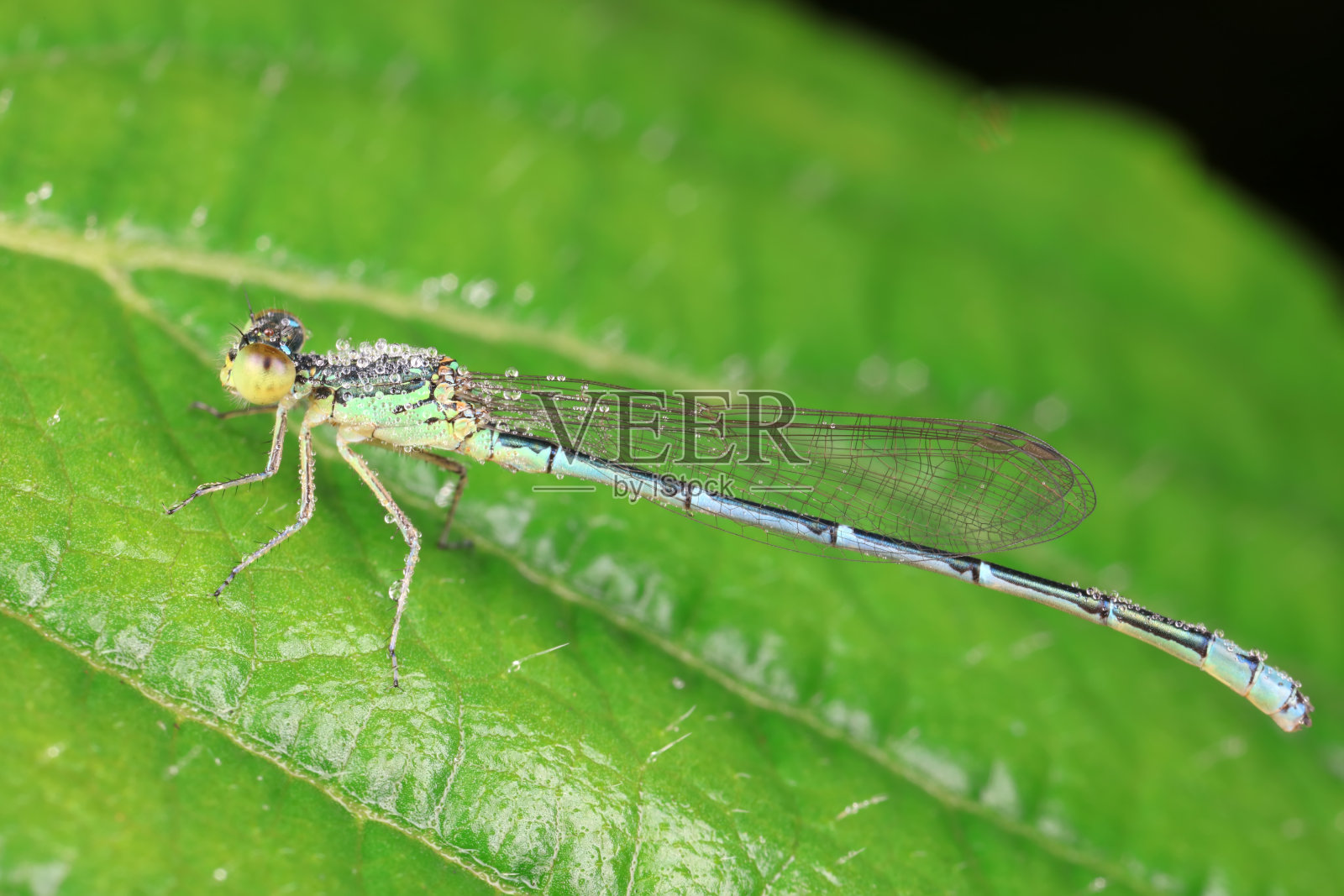 豆娘栖息在绿叶上照片摄影图片