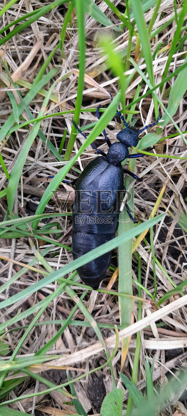 一只大黑甲虫站在干草的背景上。一只大黑甲虫的照片。照片摄影图片