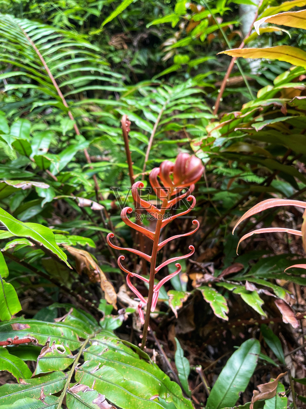蕨类植物峰值照片摄影图片