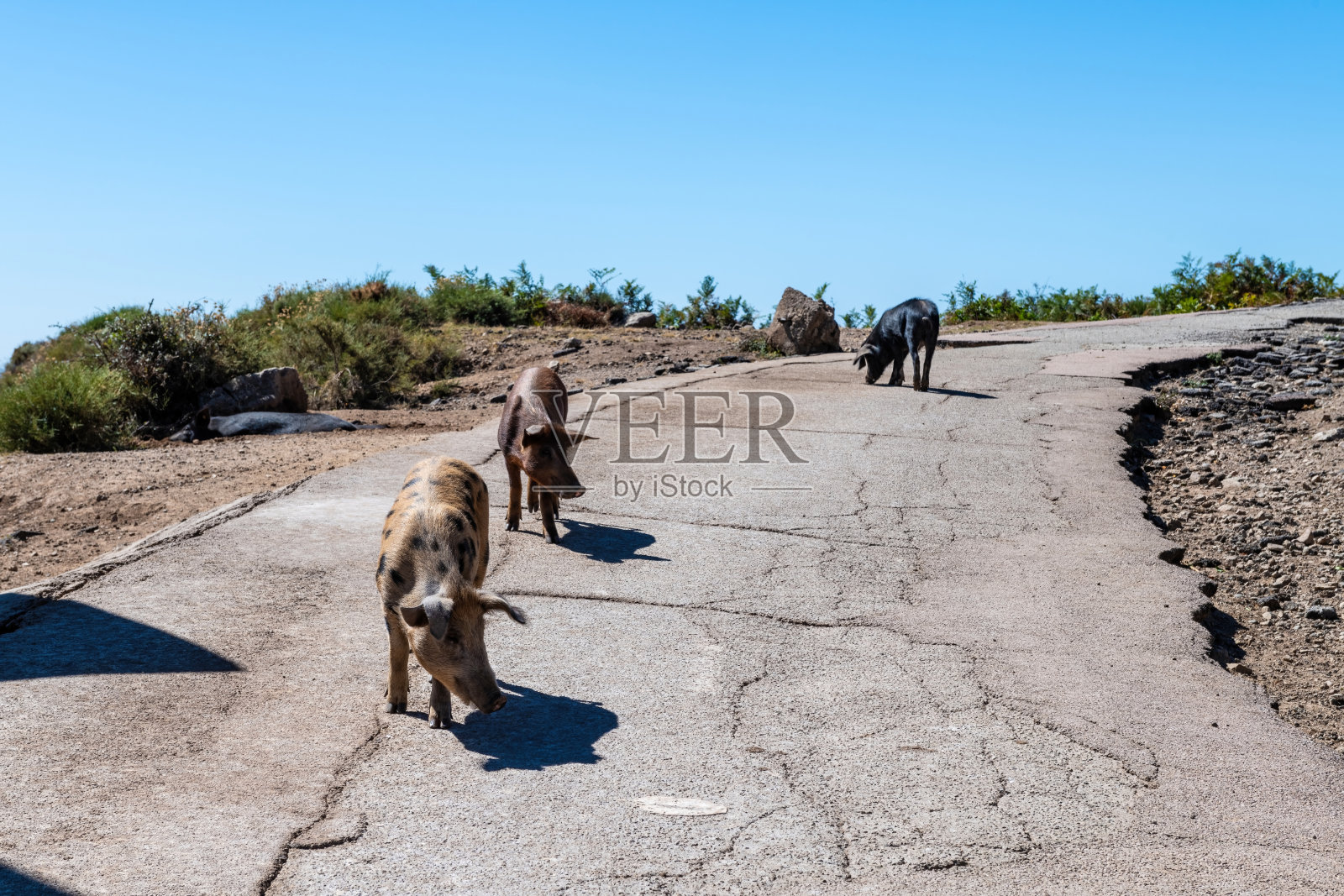 路上的野猪,科西嘉岛,法国照片摄影图片