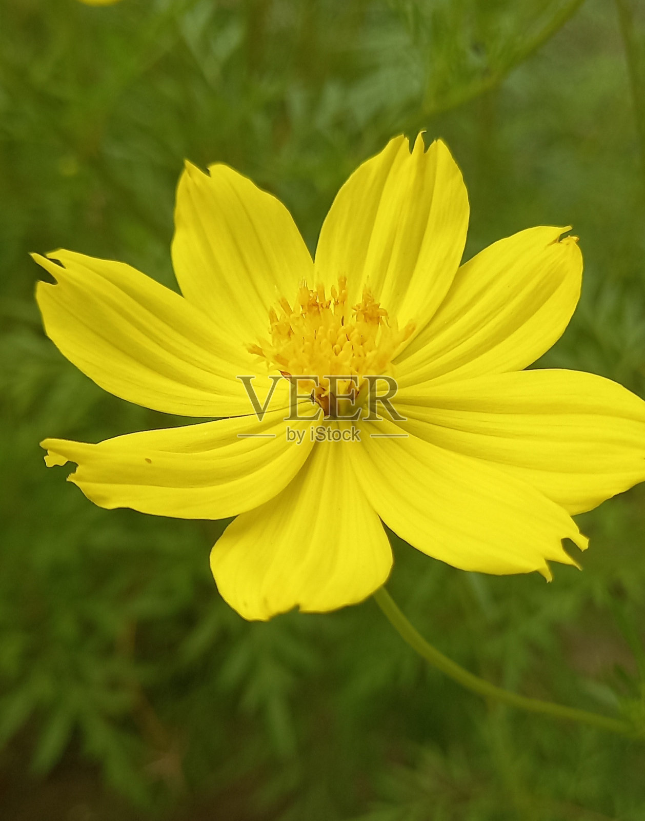 黄色的花照片摄影图片