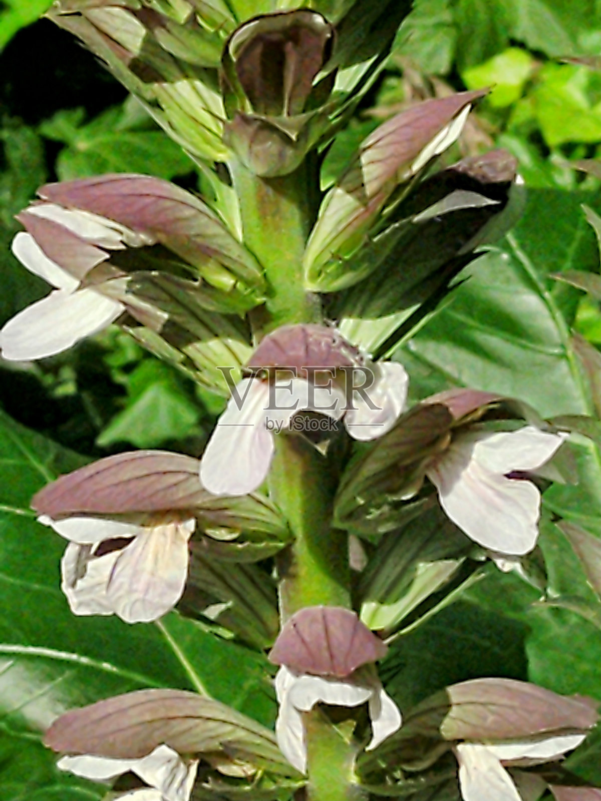 Acanto照片摄影图片