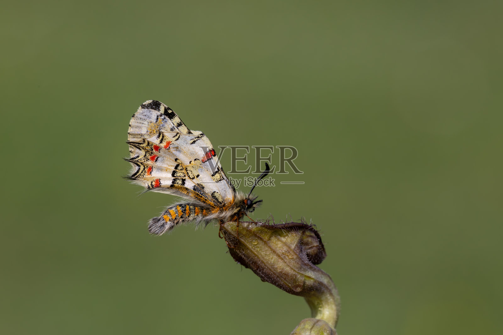 Zerynthia deyrollei照片摄影图片