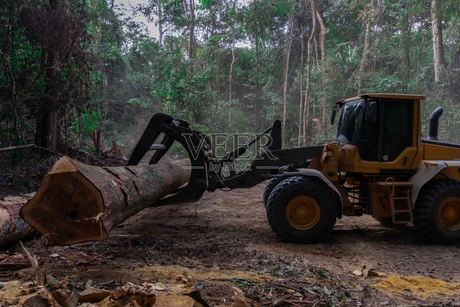 亚马逊森林里,轮式装载机正在搬运一棵原木照片摄影图片