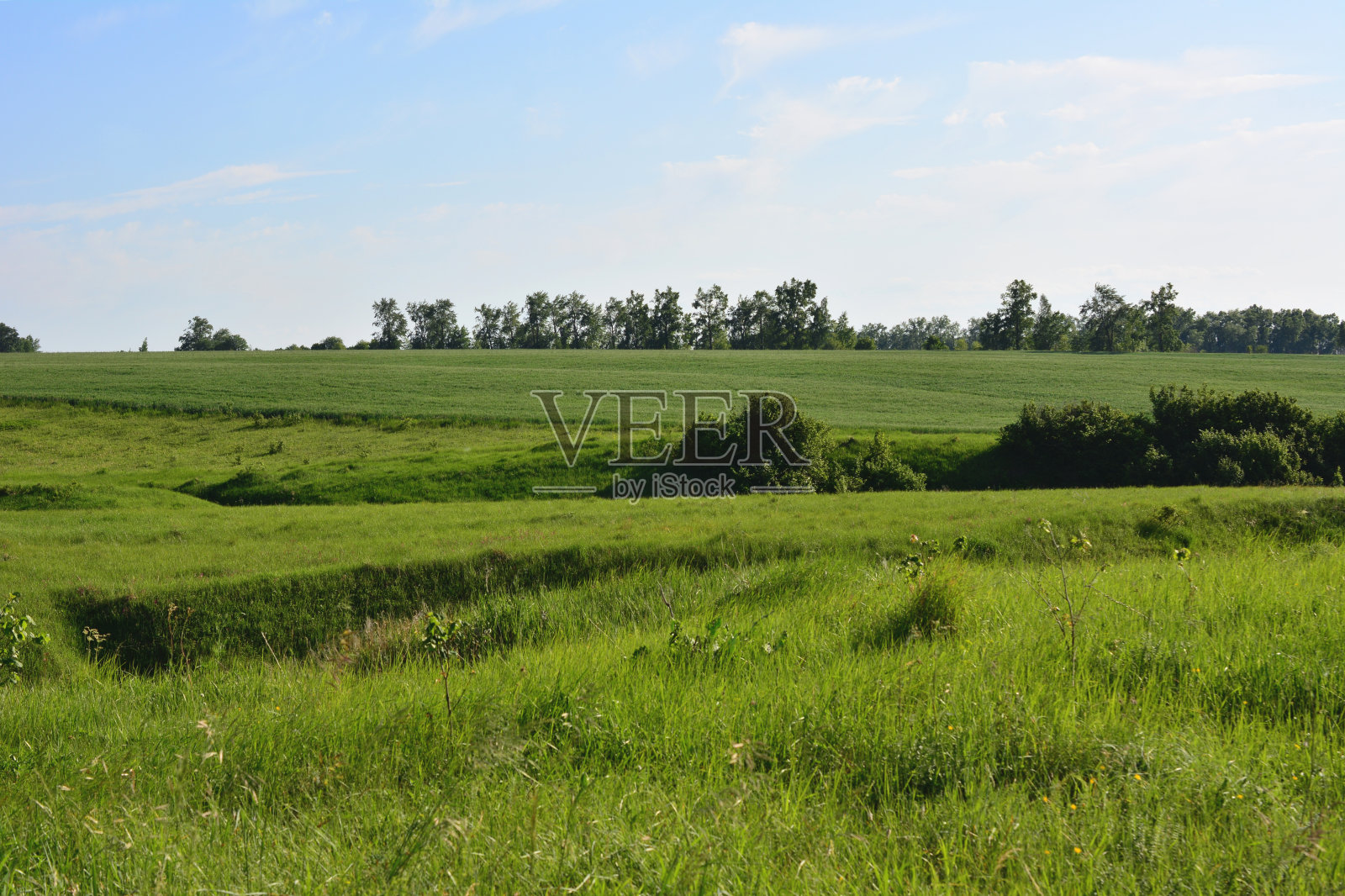 绿草如茵,绿树成荫,蓝天蓝天照片摄影图片