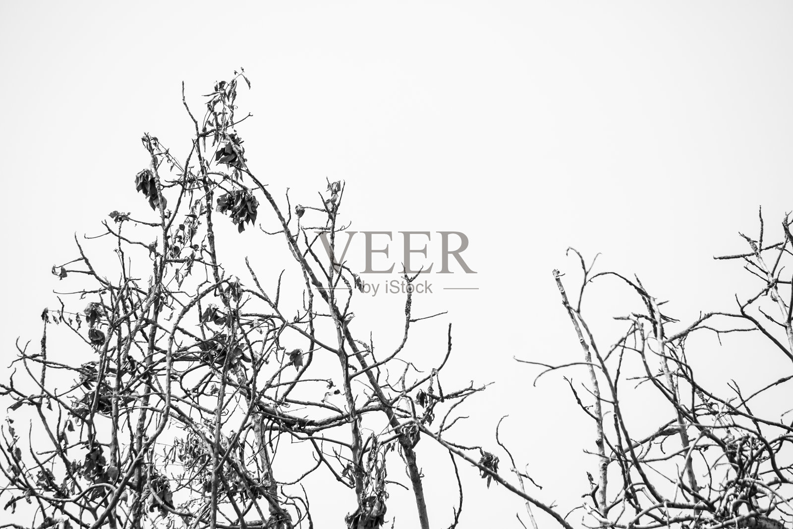 枯死的树,灰白的背景上枯死的树枝。干旱条件,全球变暖和气候变化的概念。空白复制文本空间。照片摄影图片
