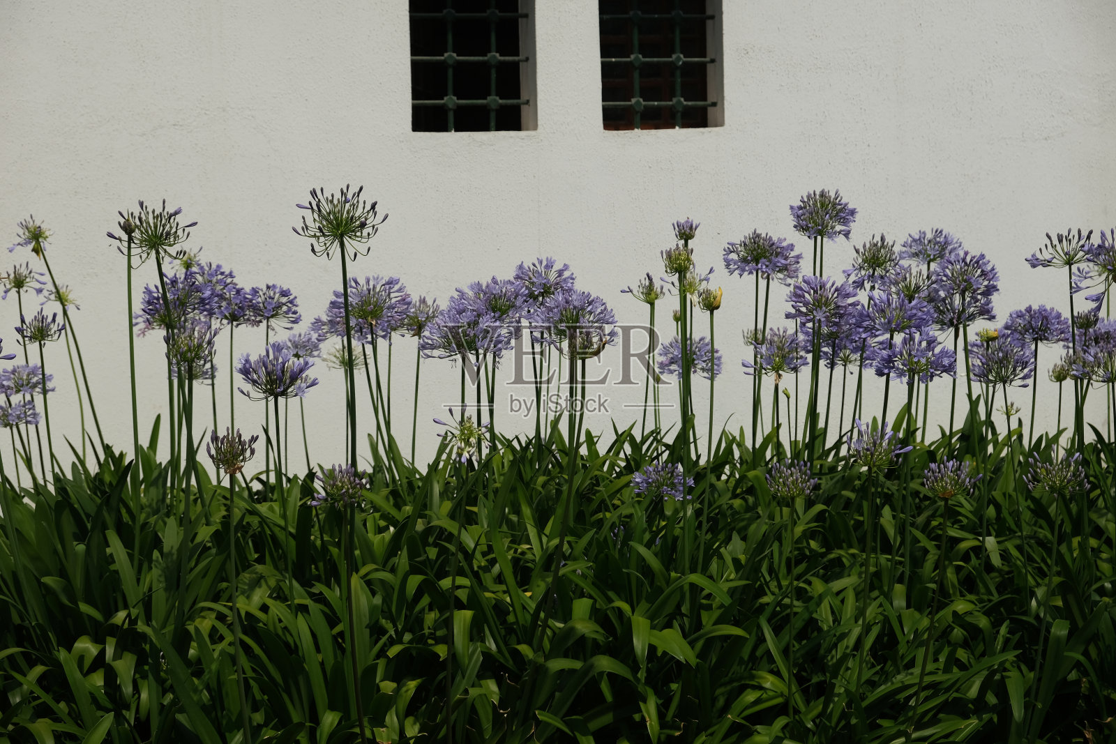 紫色的花和绿色的草照片摄影图片
