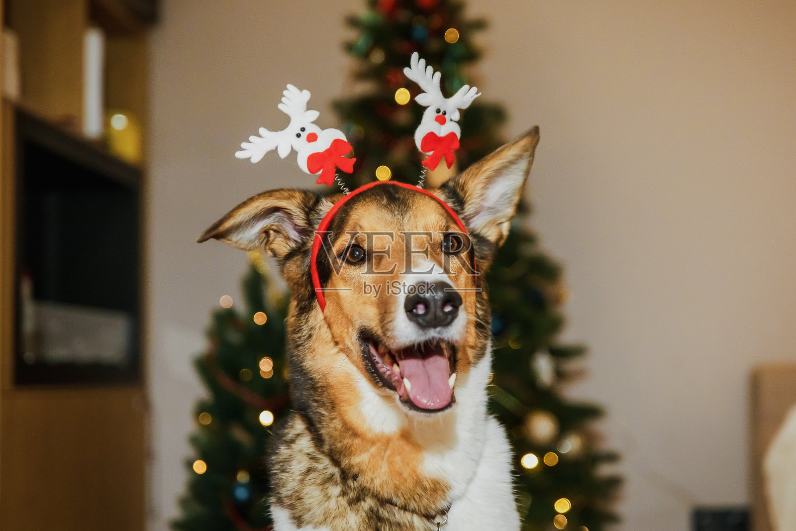 可爱的狗带着驯鹿角,给圣诞节带来了有趣和节日的气氛照片摄影图片