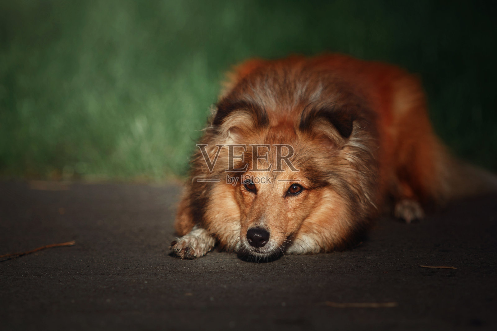 雪蒂狗在散步:宁静的狗在大自然照片摄影图片
