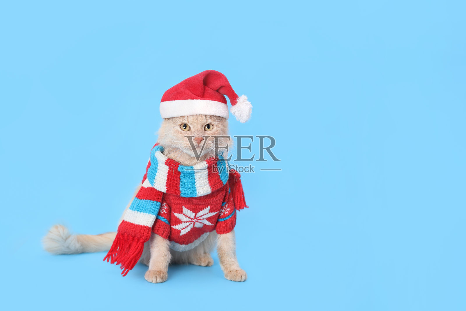 帅气的猫咪戴着红色的圣诞老人帽子照片摄影图片