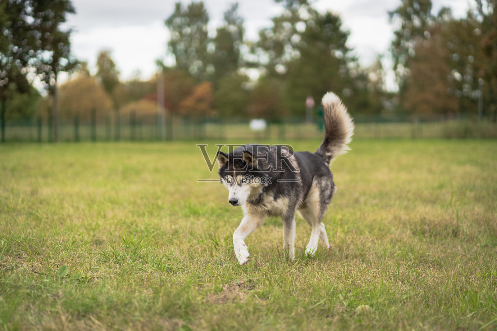 多色眼睛的哈士奇狗在秋天走在田野上照片摄影图片