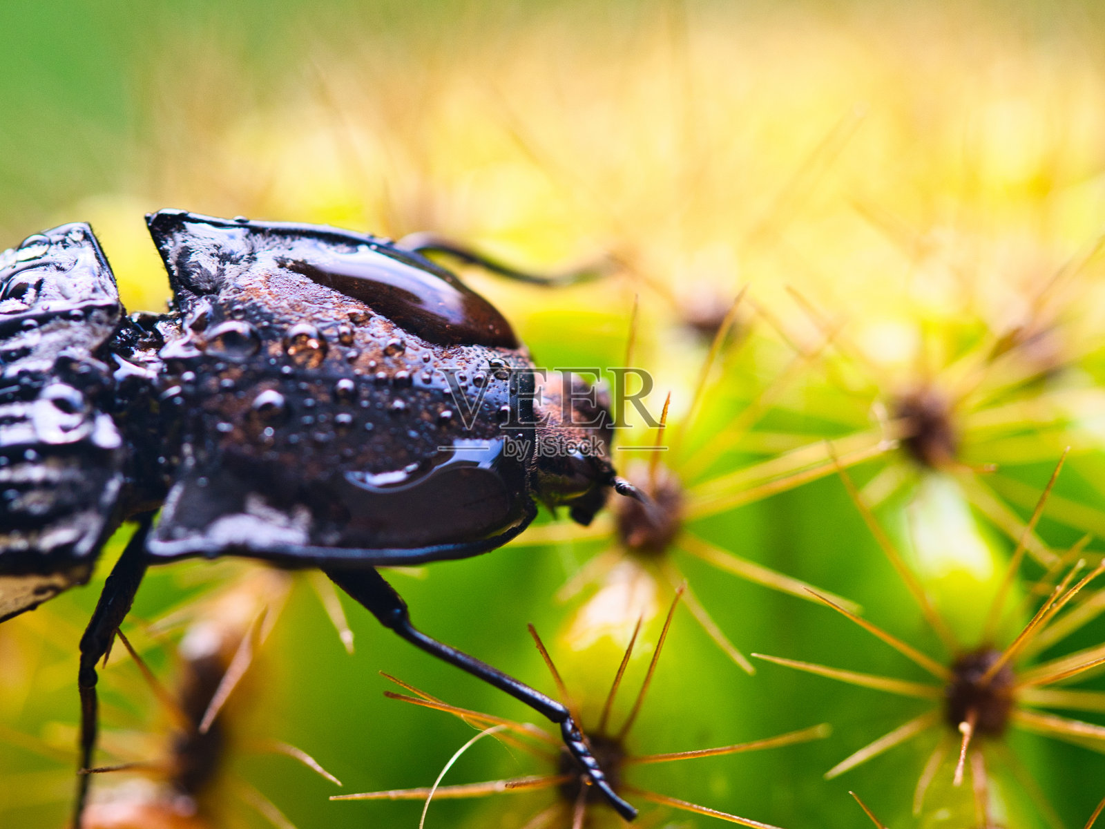 走钢丝的人照片摄影图片