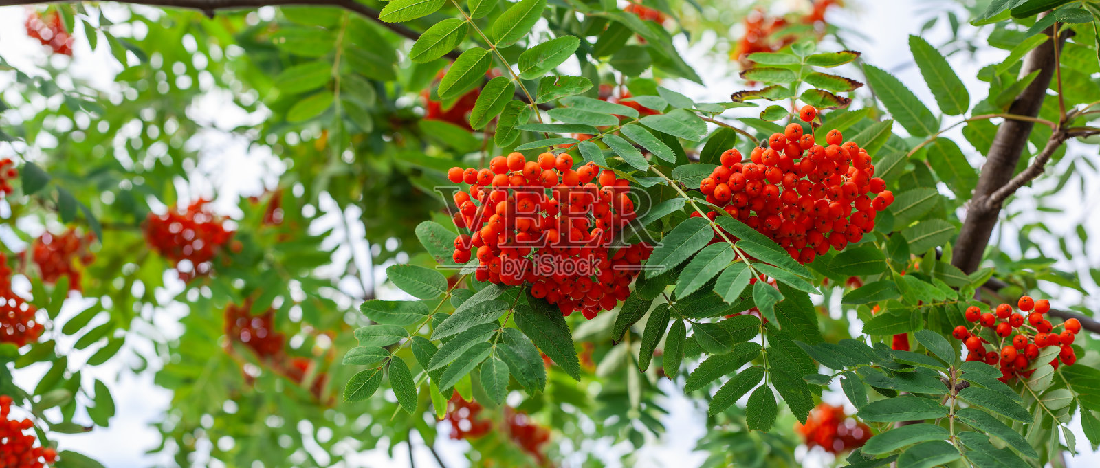 成熟的罗文浆果挂在绿叶丛中。药用植物。自然之美。全景照片照片摄影图片