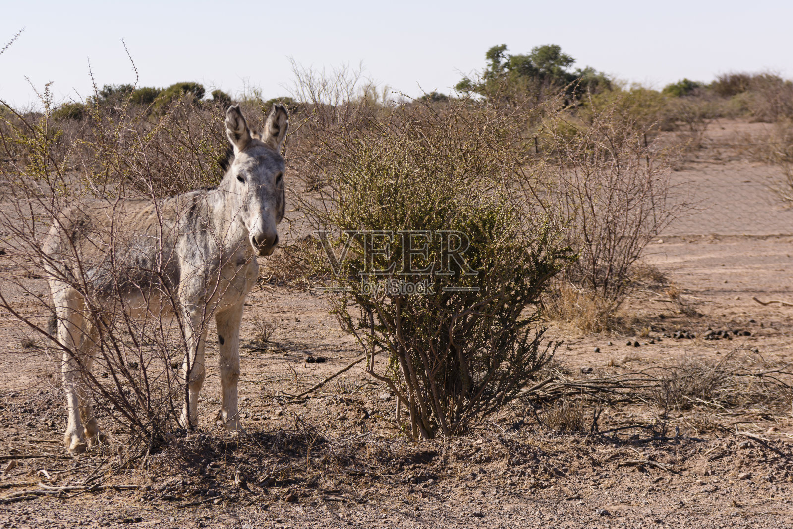 纳米比亚的家驴已经到了使用寿命的尽头,被放出来自己觅食,然后死去。照片摄影图片