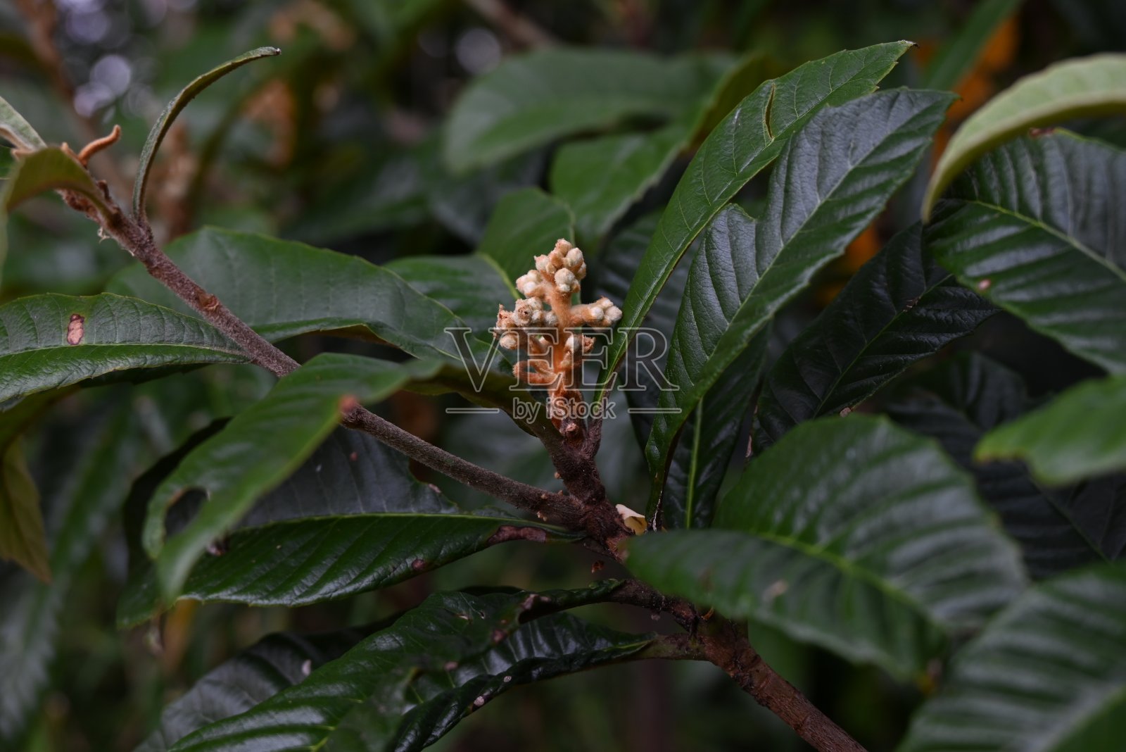 枇杷(Rhaphiolepis bibas)的花蕾。蔷薇科常绿果树。照片摄影图片