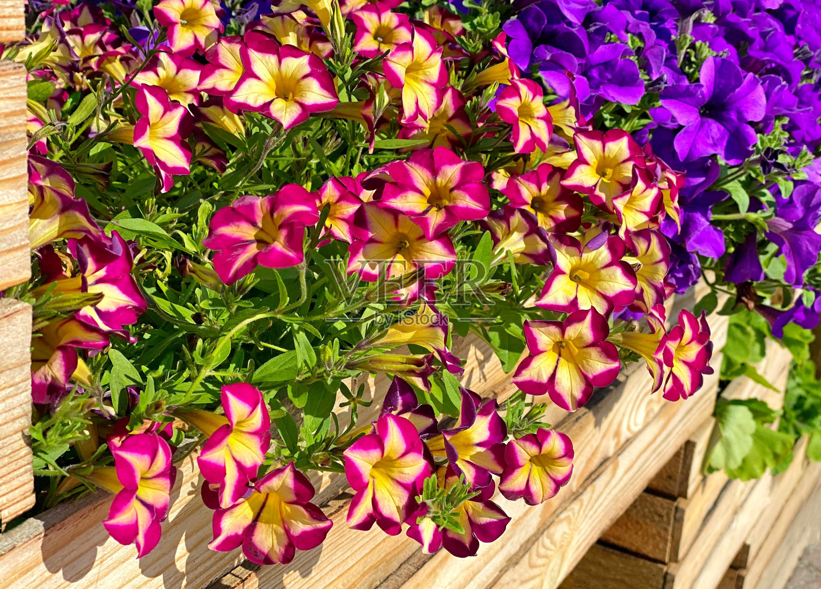 牵牛花紫色,粉红色,黄色。照片摄影图片