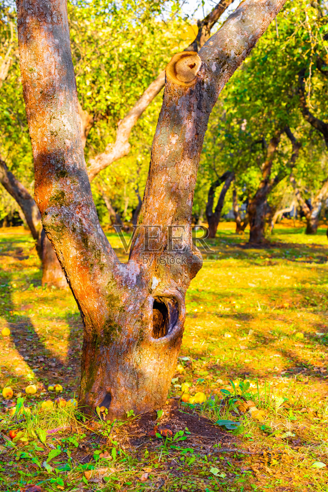 公园里的树有一个洞照片摄影图片