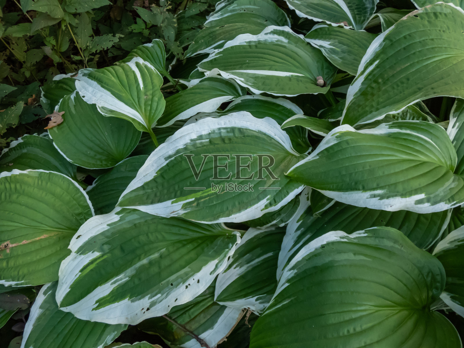 大车前花(车前花)特写'卷曲',叶中至深绿色,边缘有白色杂色照片摄影图片