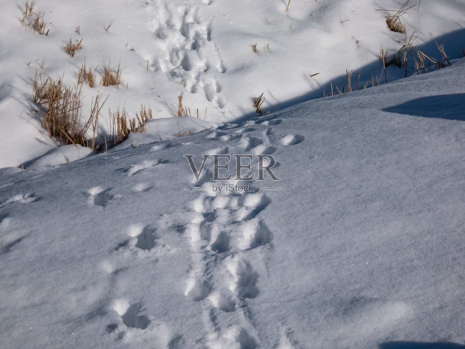 冬天,一群鹿在深雪中走过深沟后留下的脚印。动物的路径照片摄影图片