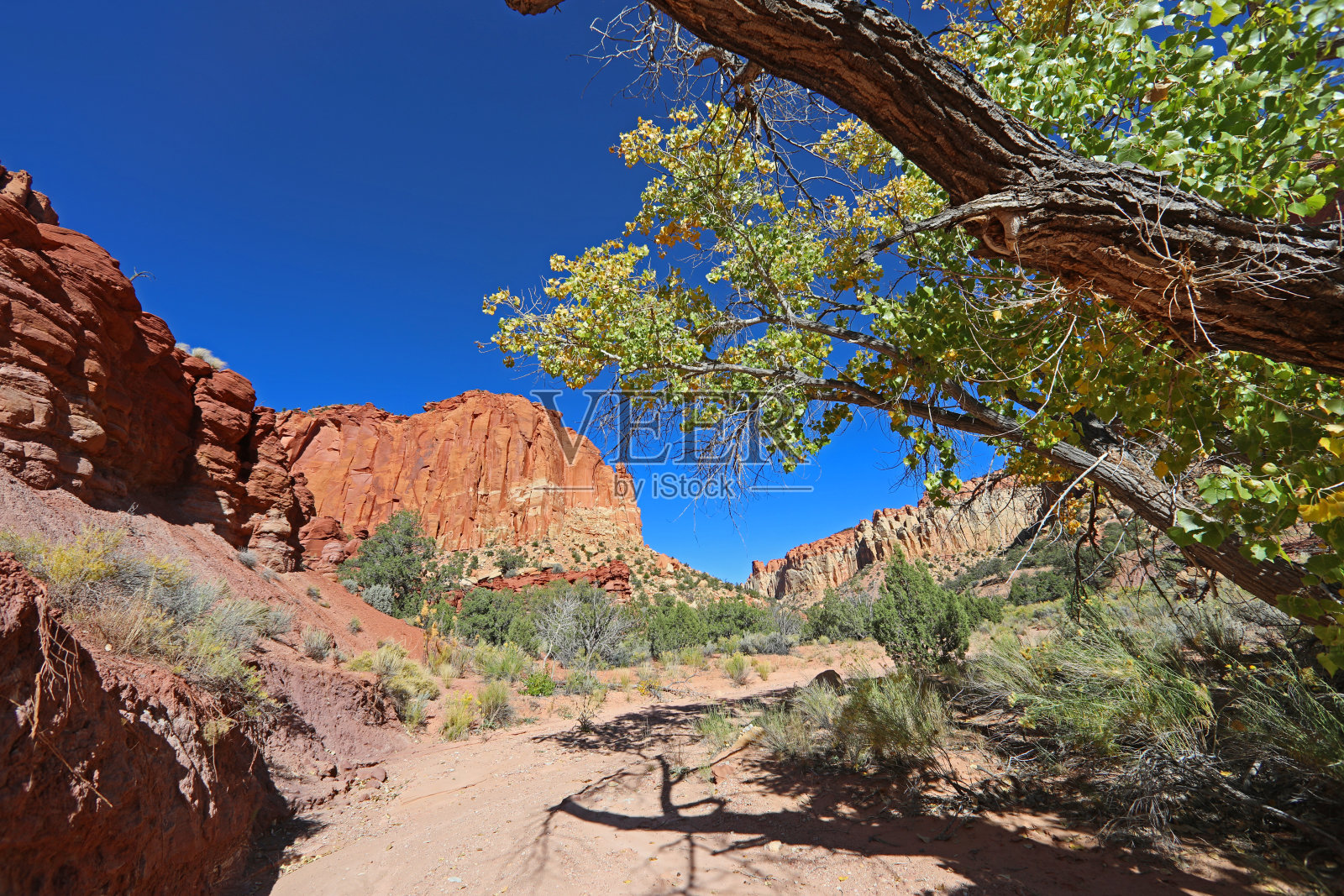 杨木在干洗小牛溪照片摄影图片